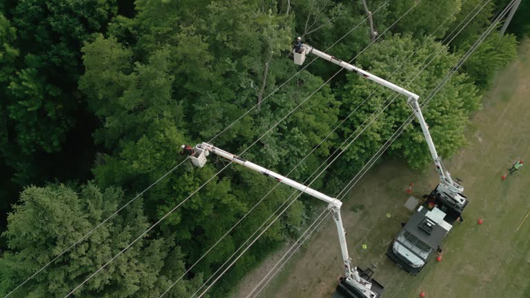 Best Fruit Tree Pruning  in Palmyra, NJ